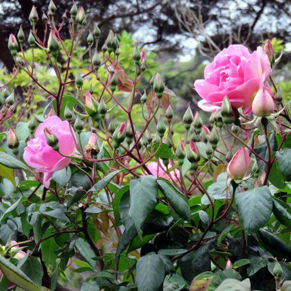 The garden's story, from small beginnings