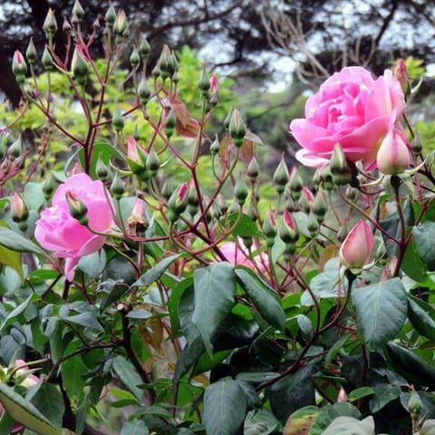 2015-pink-rose-on-fence.jpg