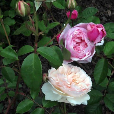 david-austin-rose-combo-nov-2015.jpg