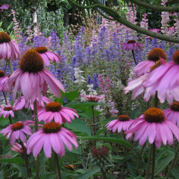 Flowers and colour at Sacred Blessing Sanctuary Garden