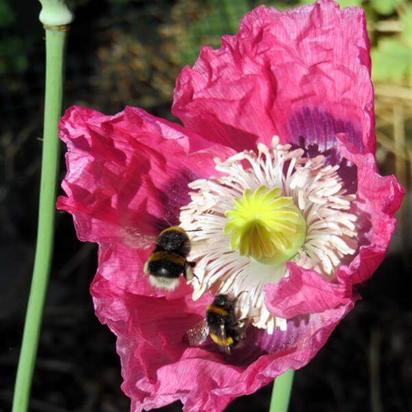 Flowers and colour at Sacred Blessing Sanctuary Garden