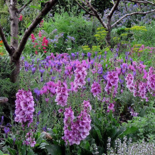 Flowers and colour at Sacred Blessing Sanctuary Garden