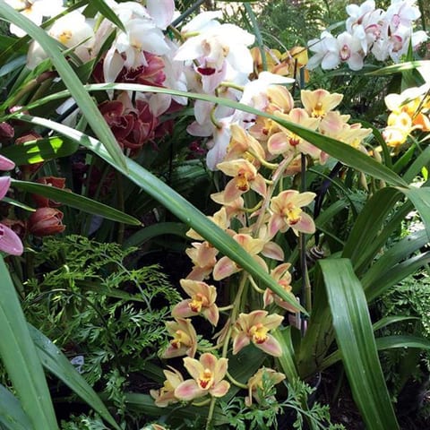 oct-2015-orchid-group-colour.jpg