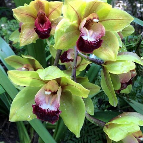 oct-2015-orchid-lime.jpg
