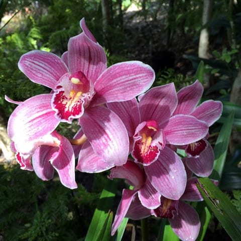 oct-2015-orchid-pink.jpg