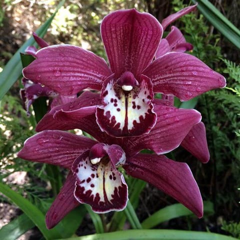 oct-2015-orchid-red.jpg