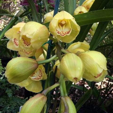 orchid-yellow-nov-2015.jpg