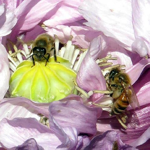 poppy-bee-nov-2015.jpg