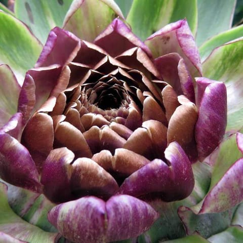 sbs-flower-10.jpg