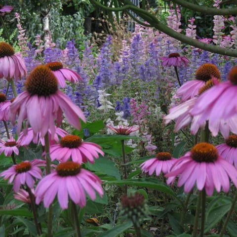 sbs-flower-15.jpg