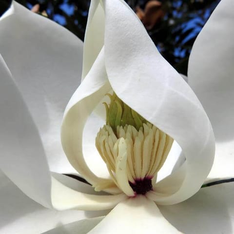 sbs-flower-17.jpg