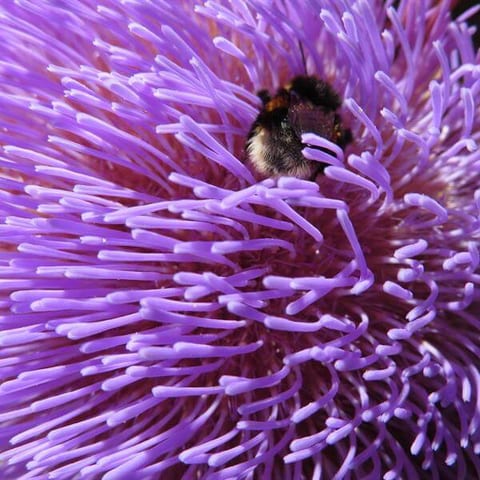 sbs-flower-8.jpg