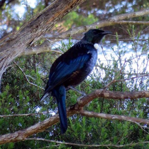 tui-bird-nov-2105.jpg