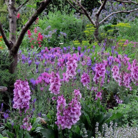 verbasum-lavender-nov-2015.jpg