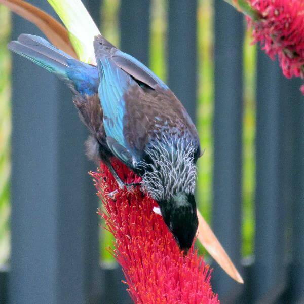 Wildlife at Sacred Blessing Sanctuary Garden